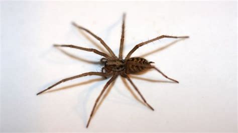 Giant house spiders moving indoors after wet UK summer - BBC News