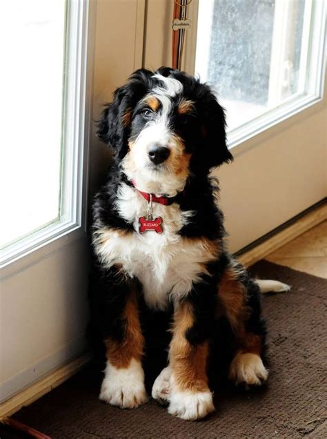 What a beautiful pup! It's a Bernedoodle. (That's a Bernese Mountain ...