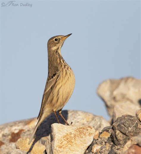 Pipits Galore – Feathered Photography