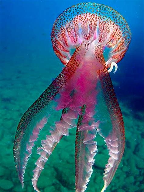 Loading... | Beautiful sea creatures, Ocean life, Deep sea creatures