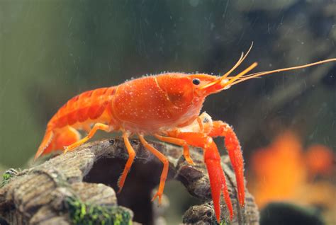 Mexican Dwarf Crayfish - How to Care for, Feed and Breed Dwarf Crayfish ...