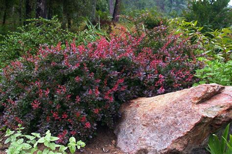 Berberis thunbergii f. atropurpurea 'Atropurpurea Nana' – Ballyrobert ...