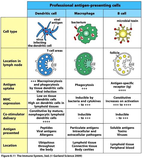 Antigen presenting cell, Medical laboratory, Medical laboratory science