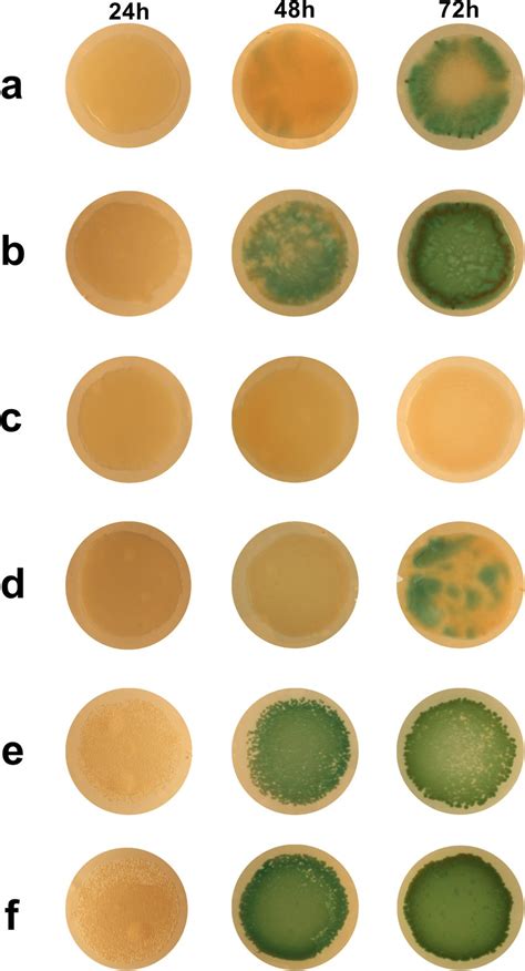 Examples of biofilms at 24 h, 48 h and 72 h. Examples of biofilms at... | Download Scientific ...