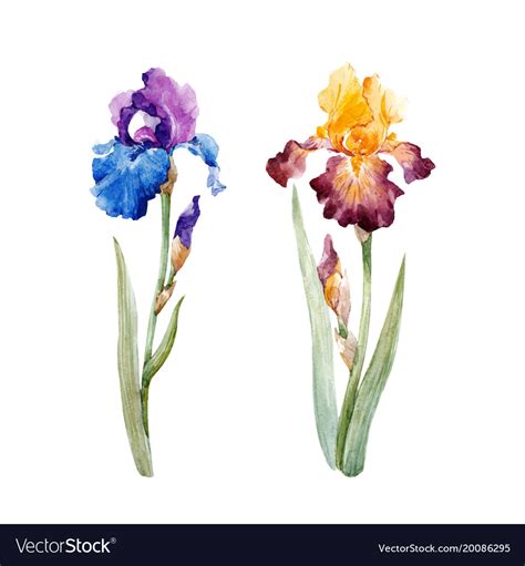 Watercolor iris set Royalty Free Vector Image - VectorStock