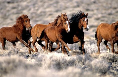 Herd Of Wild Horses Running Free In by Inga Spence