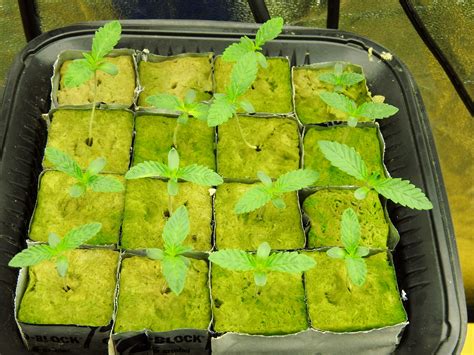 How To Germinate Weed Seeds The Ultimate Guide - How To Grow Weed Indoors