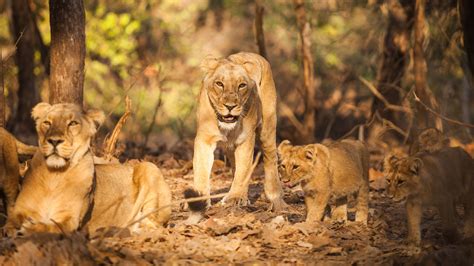 You Can Now Go On a Wildlife Safari At Gujarat's Gir National Park & P