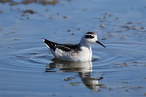 Red-necked Phalarope - eBirdr