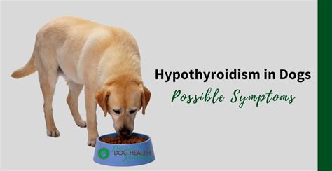 Can Dogs Have Thyroid Problems