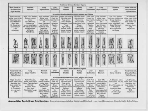 Meridian Tooth Chart | Biological Dentists of New Jersey