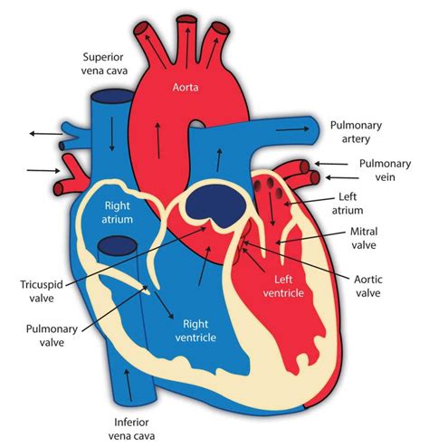 The Human Heart Parts And Functions