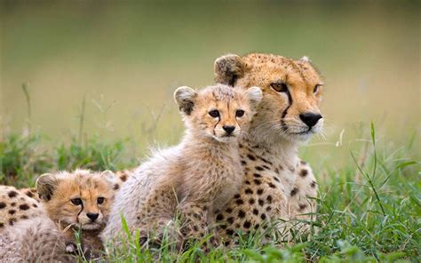 Cheetah Cubs Wallpapers - Wallpaper Cave