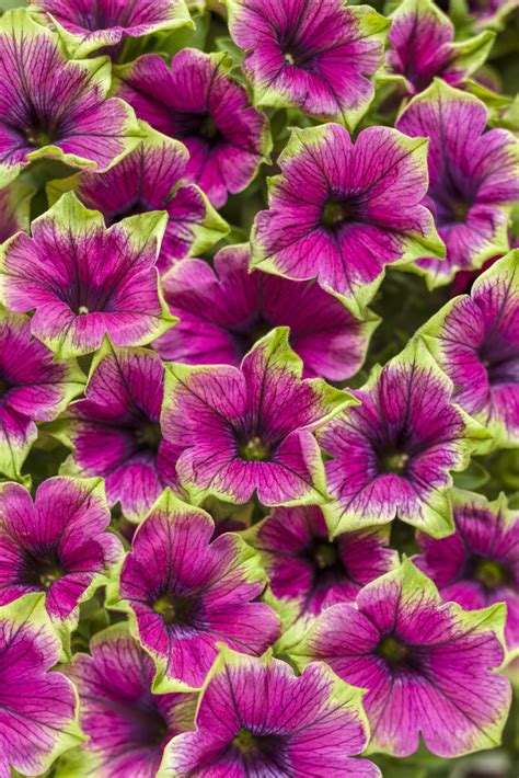 Petunia - Supertunia® Black Cherry - Pleasant View Gardens