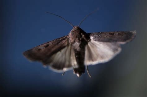 Bogong moths conservation: Moth Tracker citizen science project to ...