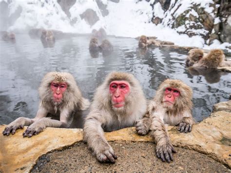 How to Plan a Trip to Jigokudani Monkey Park, Home of Snow Monkeys