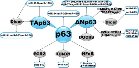 Transcriptional Regulation of miRNAs by p63. The diagram illustrates a... | Download Scientific ...