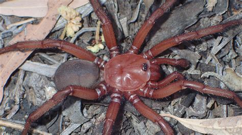 New giant trapdoor spider discovered in Australia - 'it's a big, beautiful species' | Science ...