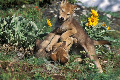 Wolf: Gray Wolf pups (Canis lupus) | Tom & Pat Leeson