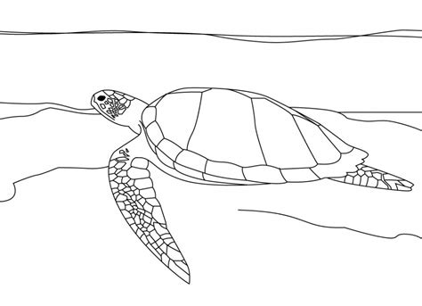 Free Printable Sea Turtle Coloring Pages For Kids