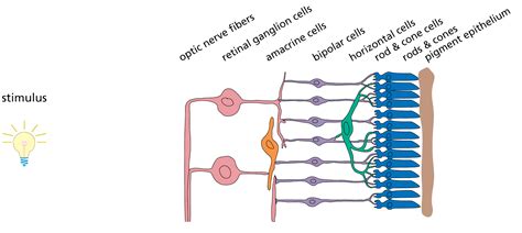 The Mostly Color Channel: Retina's transcripotme