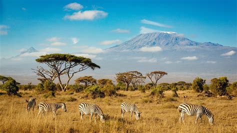 Background For Computers ~ Kilimanjaro Amboseli National Park Kenya 4k ...