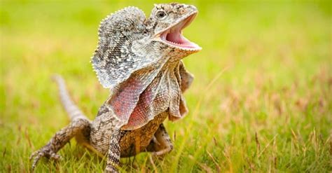 Frilled Lizard - A-Z Animals