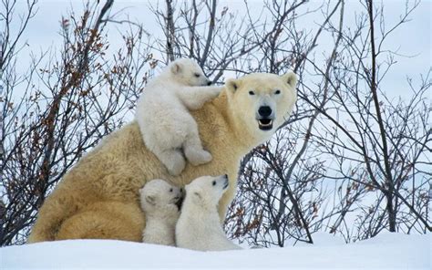 Do Polar Bears Hibernate | Polar Bears Hibernation