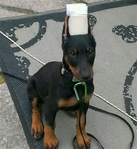 Doberman puppy with cropped ears | Doberman dogs, Doberman puppy, Doberman