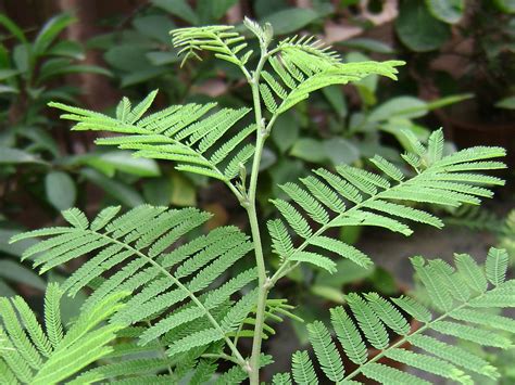 शमी - Prosopis spicigera. | Shami trees are planted for chec… | Flickr