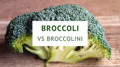 Differences Between Broccoli and Broccolini | Healthy Food Tribe