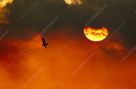 Silhouette of Short-eared owl in flight at dusk - Stock Image - C041 ...