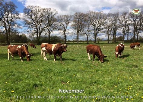 Official breed representation of Maine-Anjou cattle in Germany › Maine ...