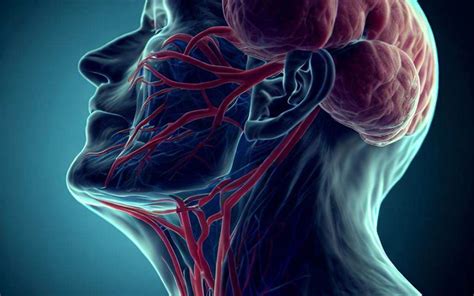 Swollen Occipital Lymph Node And Neck Pain - Infoupdate.org