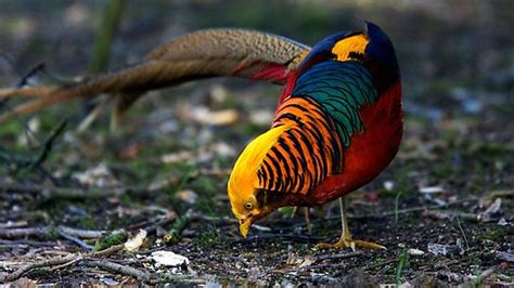 Golden Pheasant - Facts, Information and Pictures | Popular Bird | by Pets Planet.. - Amazing ...