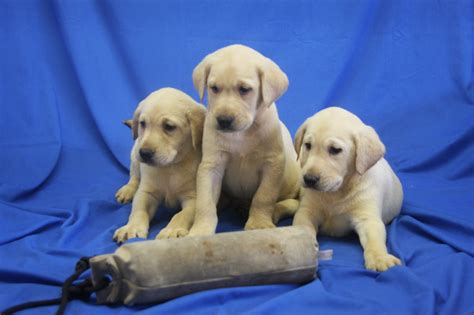 Labrador Retriever Puppies For Sale | Zimmerman, MN #260769