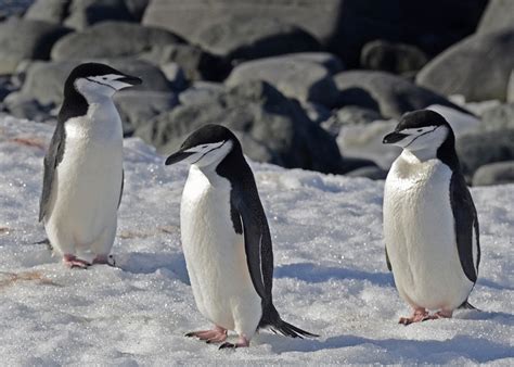 Chinstrap Penguin Facts, Habitat, Diet, Predators, Pictures