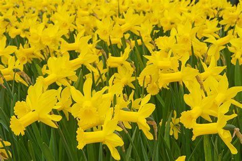 15 Great Types of Daffodils