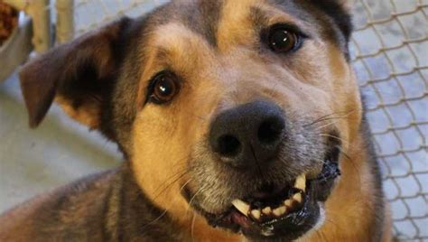 Ohio shelter dog finally adopted after 2,300 days