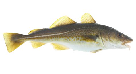 Skrei cod