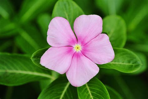 Pink Periwinkle Flower Close Up Photograph by Gaby Ethington - Fine Art ...