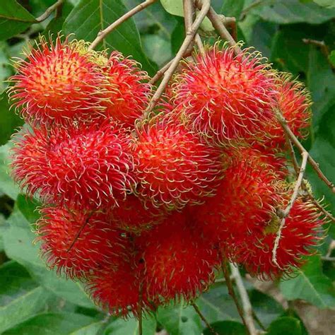 14 Amazing Health Benefits of Rambutan Nephelium Lappaceum