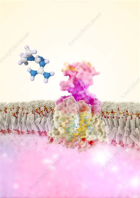 Metformin antidiabetic drug action, illustration - Stock Image - C059 ...