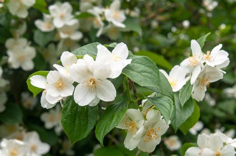 How to Grow 5 Mock Orange Varieties