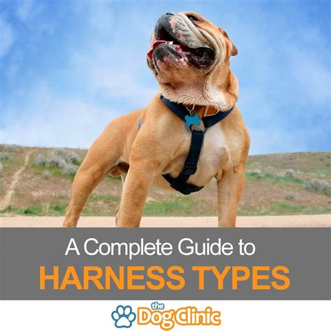 Types of Dog Harness: A Complete Guide to the Pros & Cons