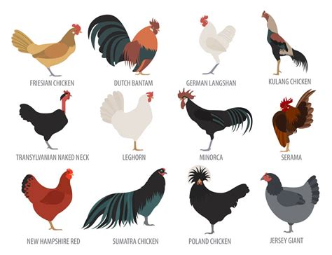 Jersey Giant Chicken Breed Guide - Know Your Chickens