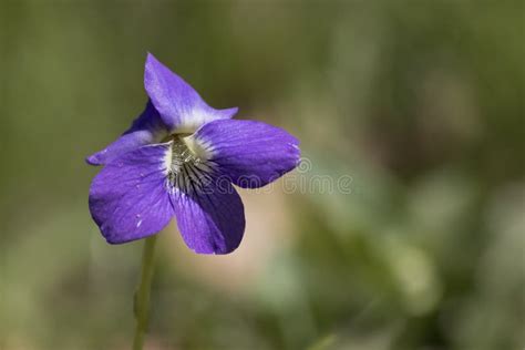 Purple Wild Violet Isolated Stock Photo - Image of petals, flower ...