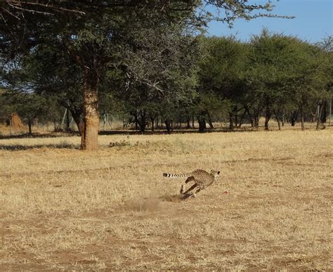 Cheetah running from behind CCF Namibia | amanderson2 | Flickr