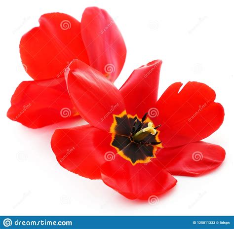 Closeup Of Fully Bloomed Tulip Stock Image - Image of leaf, tulipa ...