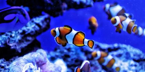 What Do Clownfish Eat? - Salt Water Coral Tank